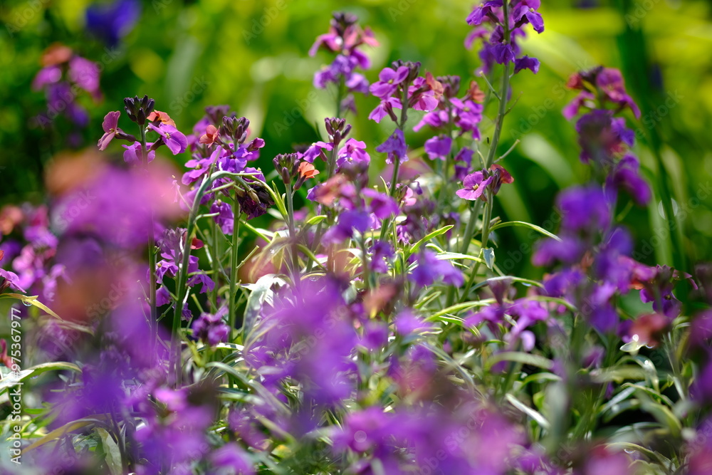 Fototapeta premium 紫色の花