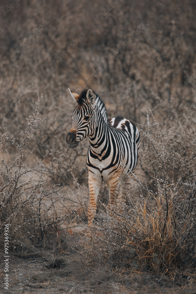 Fototapeta premium zebra in the wild