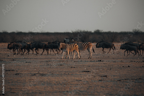 zebras in the savannah photo