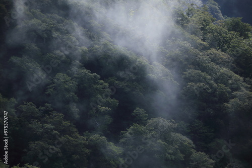 山深い森にかかる霧雲