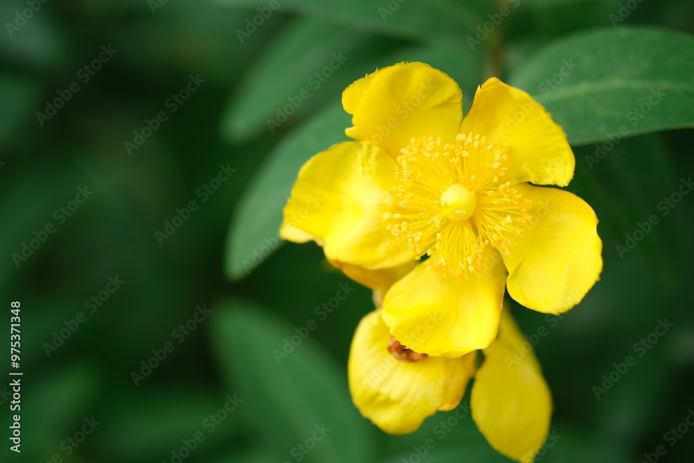 ヒペリカムの花 ヒペリカムの花