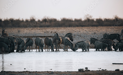 zebras photo