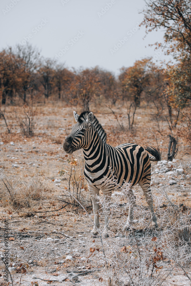 Obraz premium zebra in the wild