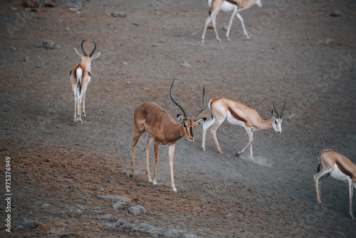 group of antelope photo