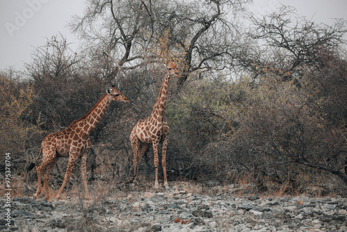 giraffe in the savannah photo