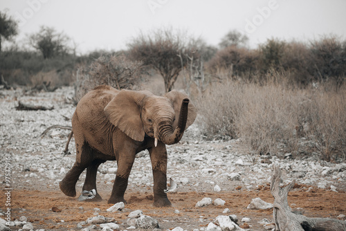 elephant in the wild photo