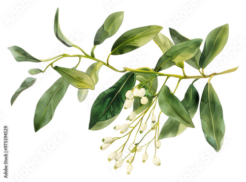 Wallpaper Mural PNG A winter mistletoe blossom herbal flower. Torontodigital.ca