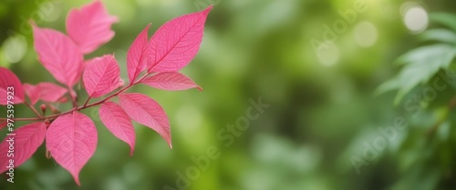 A close-up view of a branch with vibrant pink leaves against a blurred green background.