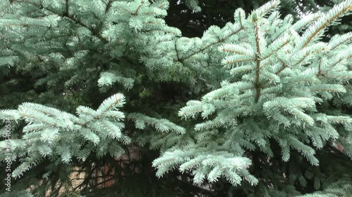 A blue lush fir tree. A coniferous spruce with needles.
