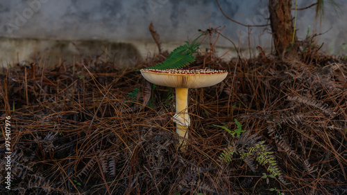 A beautiful fly agaric grows in the forest. A large mushroom on a high stem with a red lamellar cap and white spots on top. The soil is strewn with fallen coniferous needles.The fern is nearby.  photo