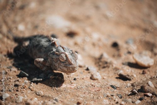 lizard on the sand