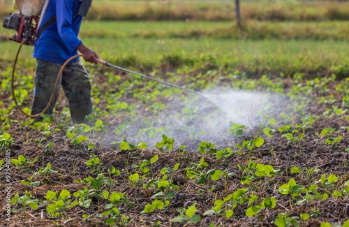 Fotografia Farmer spraying pesticide on peanuts field.