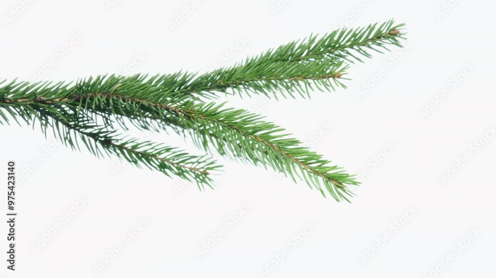 Green spruce branch on white background