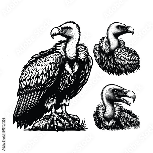 Hand-Drawn Vulture Bird Vector Set in Black and White Outline