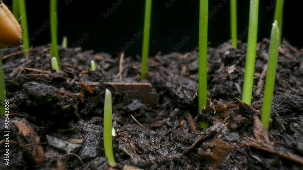 Time lapse of grass germinating and growing, Macro Probe lens pull back shot Time lapse of grass germinating and growing, Macro Probe lens pull back shot