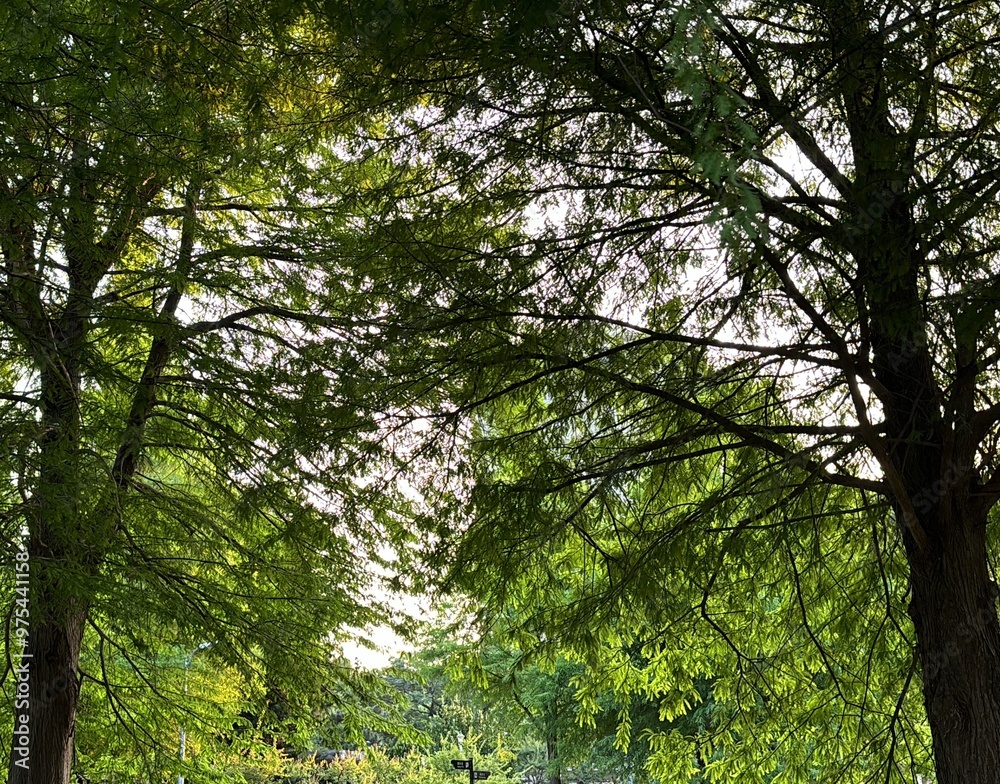 Fototapeta premium trees in the woods