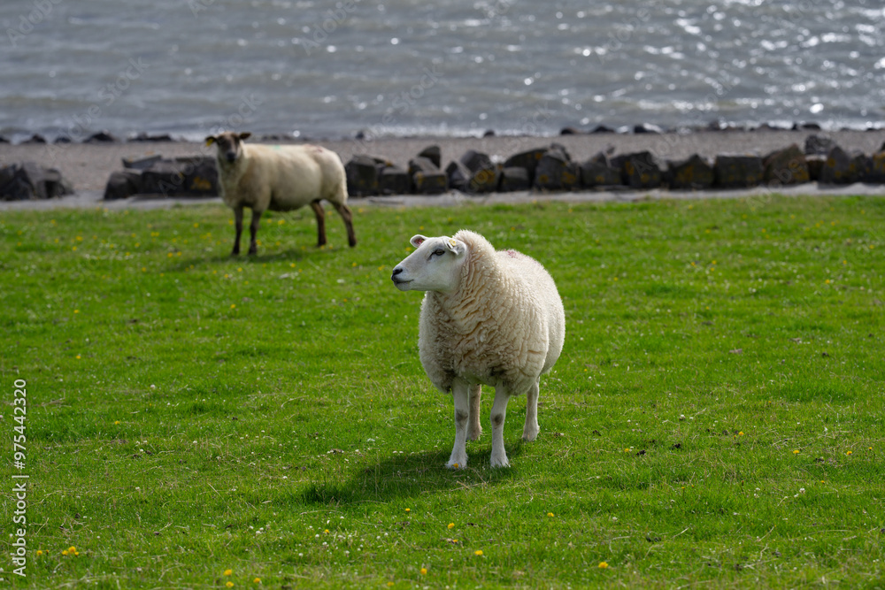The sheep ovin lamb in the verdant meadows. Sheep on an farm. Sheep eating grass on a field. Sheep grazing in an alpine meadow. Cattle, livestock. The sheep ovin lamb in the verdant meadows. Sheep on an farm. Sheep eating grass on a field. Sheep grazing in an alpine meadow. Cattle, livestock.