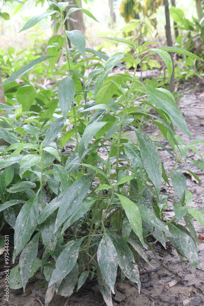 Obraz premium Andrographis paniculata medicinal plant on farm