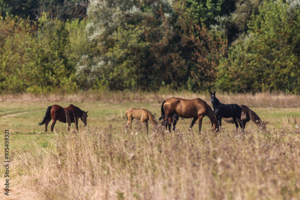 Akhal-Teke Horses Grazing in a Scenic Field Akhal-Teke Horses Grazing in a Scenic Field