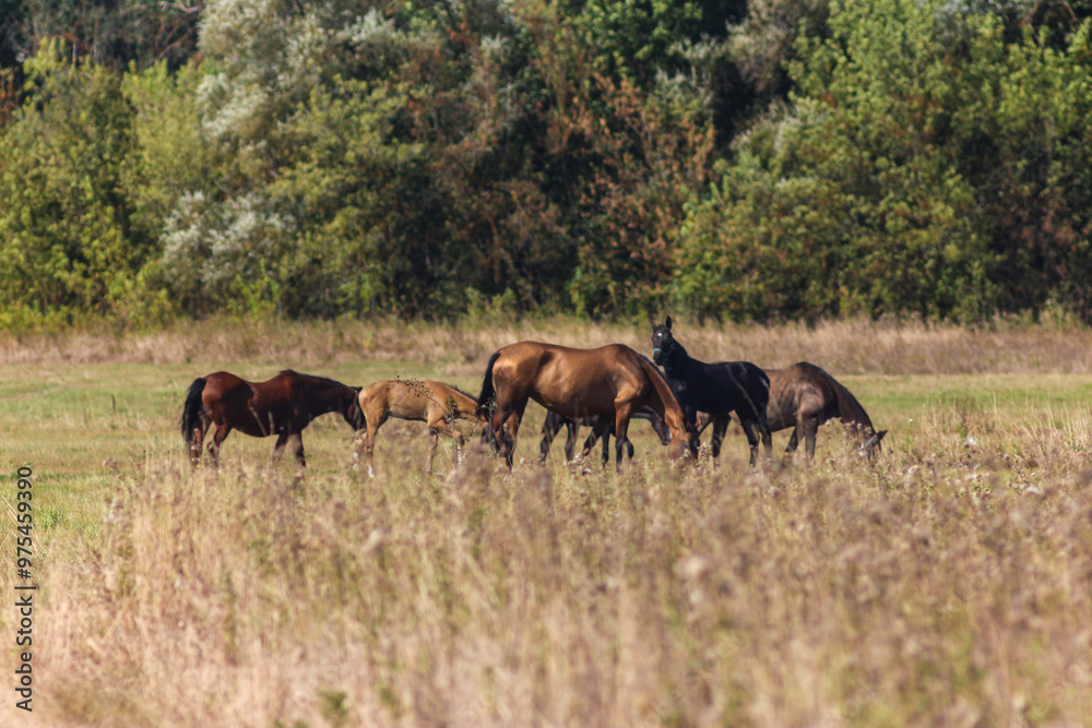 Akhal-Teke Horses Grazing in a Scenic Field Akhal-Teke Horses Grazing in a Scenic Field