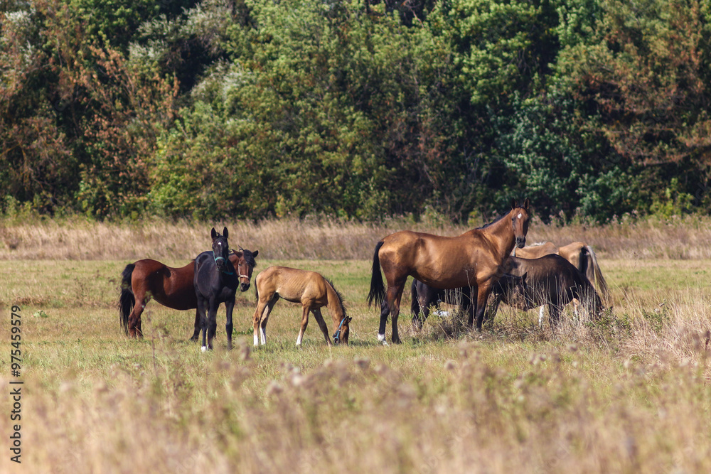 Akhal-Teke Horses Grazing in a Scenic Field Akhal-Teke Horses Grazing in a Scenic Field