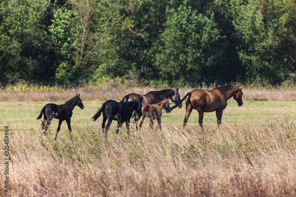 Akhal-Teke Horses Grazing in a Scenic Field Akhal-Teke Horses Grazing in a Scenic Field