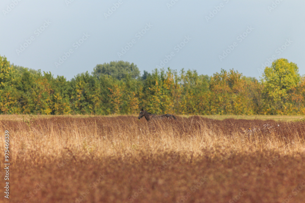 Obraz premium Akhal-Teke Horses Grazing in a Scenic Field