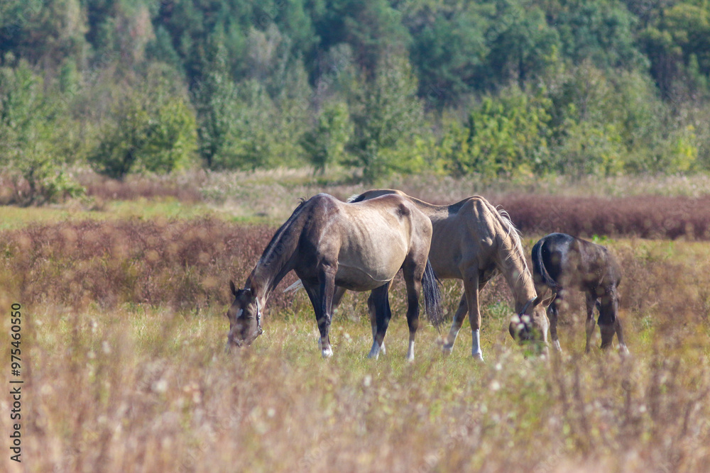 Akhal-Teke Horses Grazing in a Scenic Field Akhal-Teke Horses Grazing in a Scenic Field