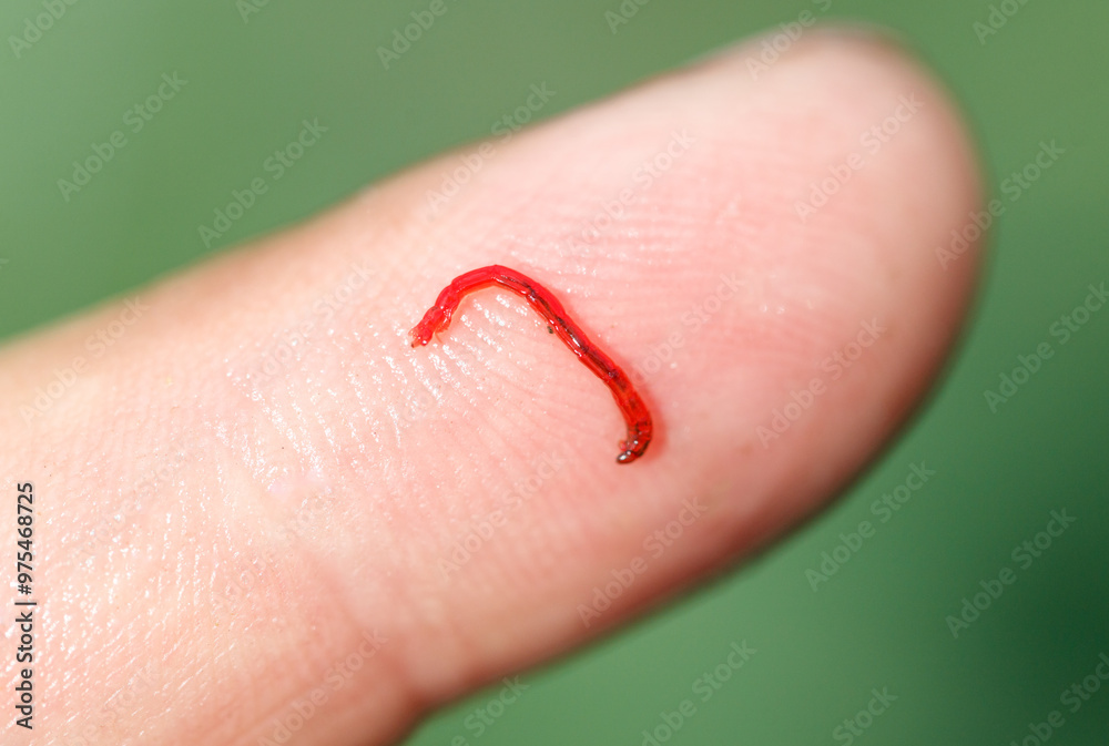 Fototapeta premium Red bloodworm on the finger. Macro