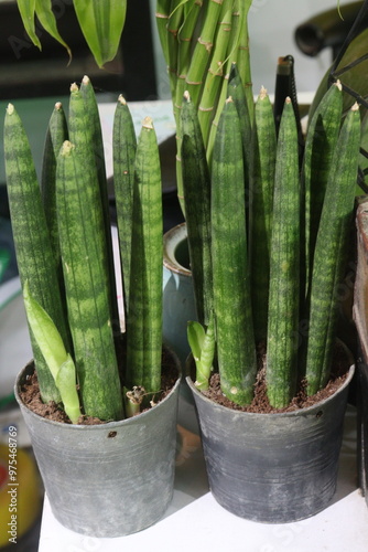 Dracaena angolensis leaf plant on pot photo