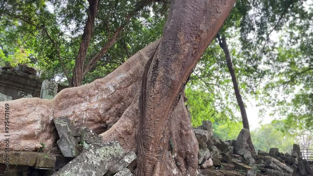 Beng Mealea, Cambodian Ruins , Siem Reap , Cambodia Beng Mealea, Cambodian Ruins , Siem Reap , Cambodia