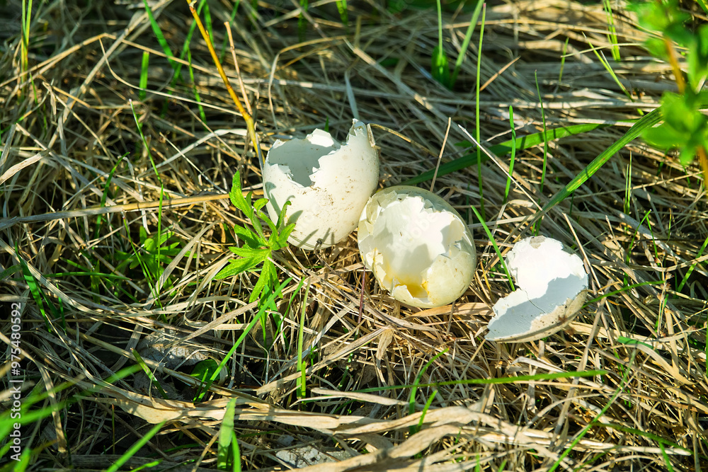 Result of predatory activity of Crow (Corvus cornix) in wetlands. Oophagy, predation. Crow stole waterfowl eggs in different nests and ate it in one place, appetitive behaviour. Mallard, common coot Result of predatory activity of Crow (Corvus cornix) in wetlands. Oophagy, predation. Crow stole waterfowl eggs in different nests and ate it in one place, appetitive behaviour. Mallard, common coot