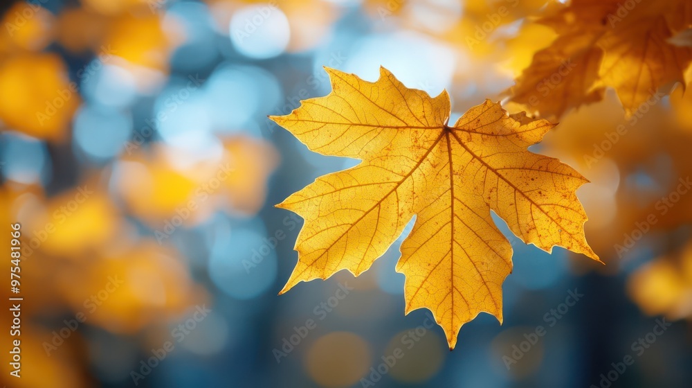 Yellow autumn maple leaves. Sunny autumn day. Fall in nature. Natural autumn fall background Yellow autumn maple leaves. Sunny autumn day. Fall in nature. Natural autumn fall background