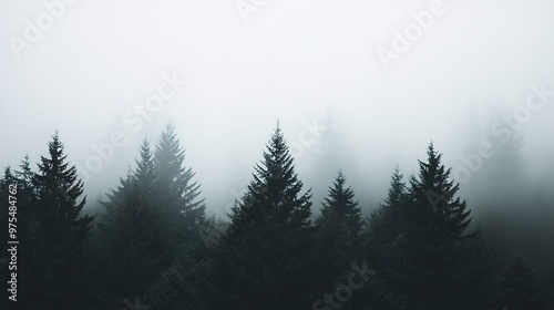 Grey Foggy Sky Filling the Scene with Small Fir Trees Below. This atmospheric image captures a moody, overcast sky with a dense fog that covers the landscape, with small fir trees dotting the horizon,