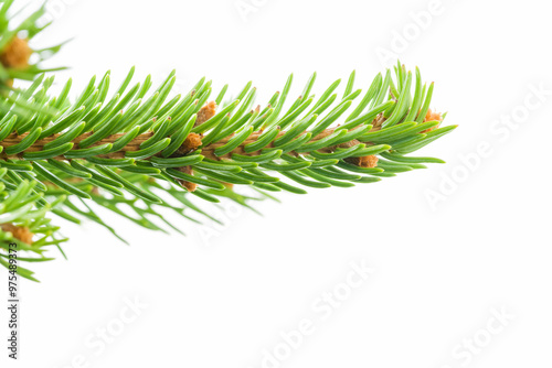 Fresh spruce green branch isolated on white