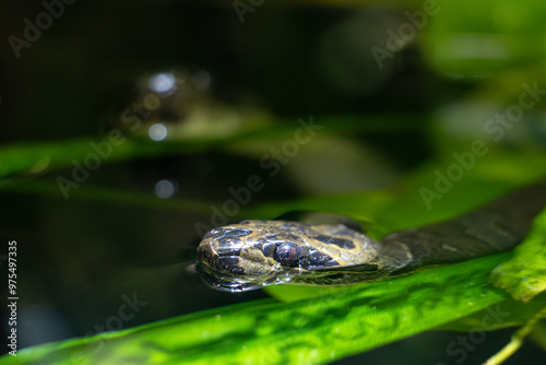 A small striped kukri snake, Oligodon fasciolatus swims in the water photo
