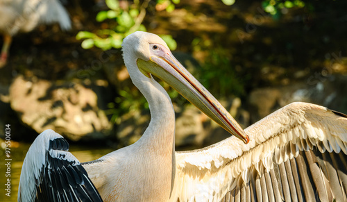 rosy or great white pelican (Pelecanus onocrotalus) spreading wings portrait photo