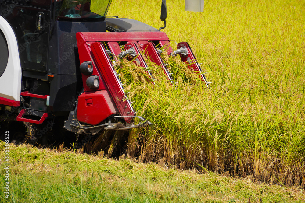 Fototapeta premium Rice Harvesting with Combine Harvester in Japan（稲刈りをするコンバイン）