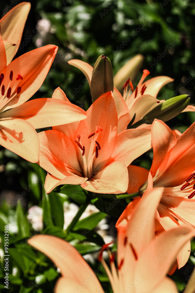 Orange lily bushes close-up in the garden Orange lily bushes close-up in the garden
