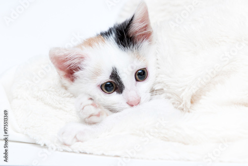 kitten peeking out from soft fluffy blanket photo