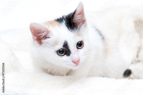 cute white kitten in a soft fluffy blanket photo