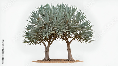 Agave showier x attenuate tree on transparent white background  photo