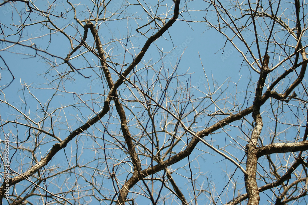 Dry branch on blue sky background Dry branch on blue sky background