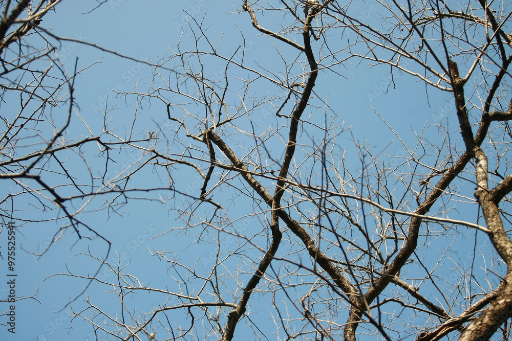 Dry branch on blue sky background Dry branch on blue sky background