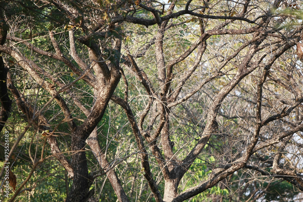 Dry branch on nature background Dry branch on nature background