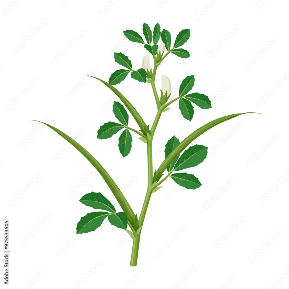 Fototapeta premium Vector illustration of fenugreek plant, scientific name Trigonella foenum-graecu, isolated on white background.