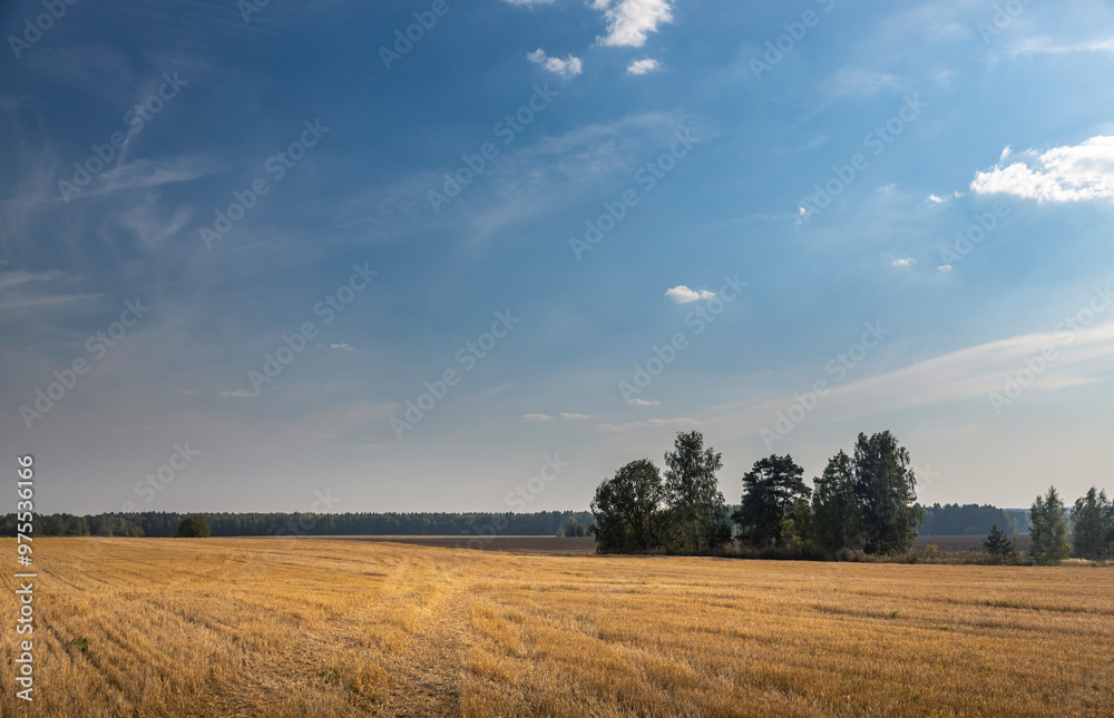 Obraz premium A field of tall grass with a clear blue sky in the background