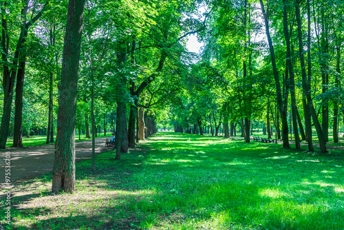 Fototapeta Naklejka Na Ścianę i Meble -  A lush green park with a path through it