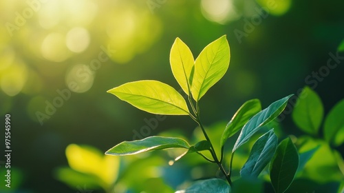 Sunlight Through Green Leaves