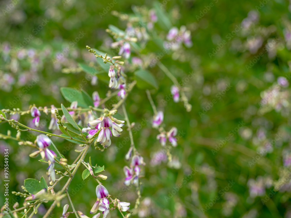 咲きはじめた萩の花